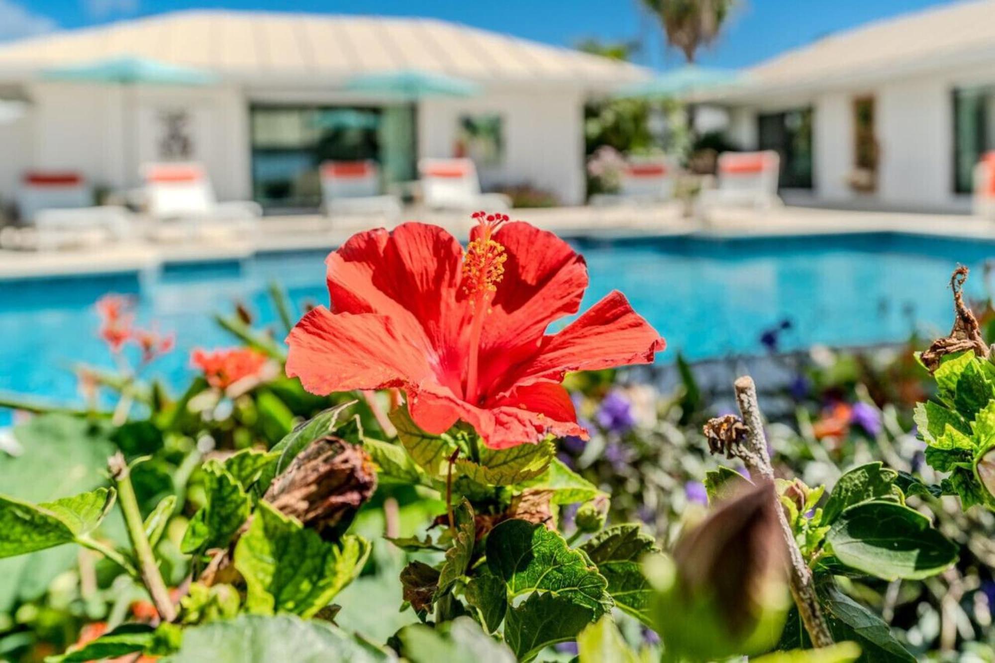 Royal Villa With A Huge Swimming Pool Cowell Battery Exteriér fotografie